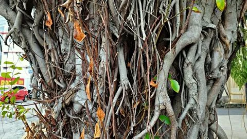 Rooted tree Stock Photos