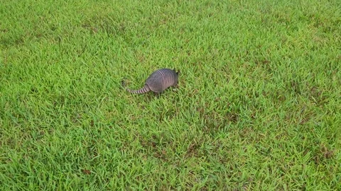 Rooting Armadillo Stock Footage 201347842
