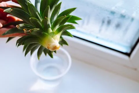 Rooting pineapple at home Stock Photos