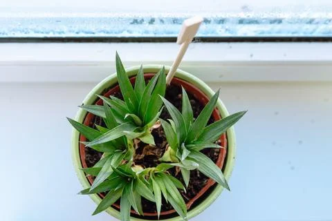 Rooting pineapple at home Stock Photos