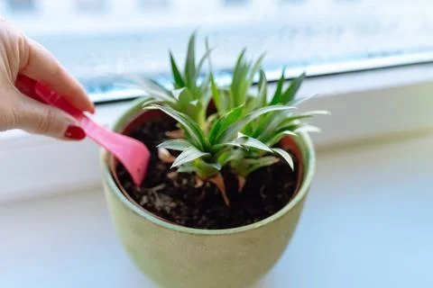 Rooting pineapple at home Stock Photos