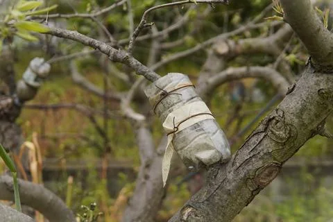 Rooting tree branches and preparing for air layering. Stock Photos