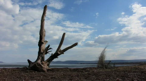 Roots 2 Video stock 732921