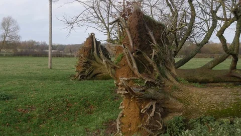 Roots of 2 trees that have fallen in a storm Stock Footage 122213595