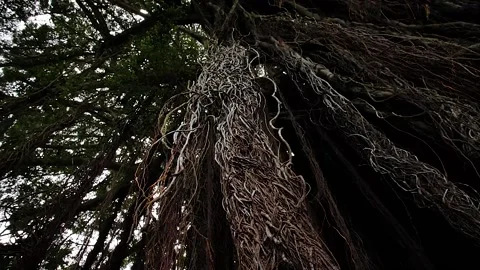 Roots 28 Stock Footage 155494836