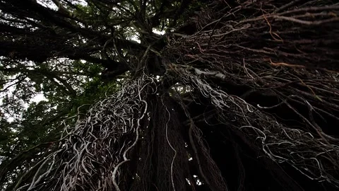 Roots 29 Video stock 155494835