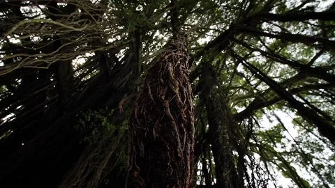 Roots 30 Stock Footage 155494838