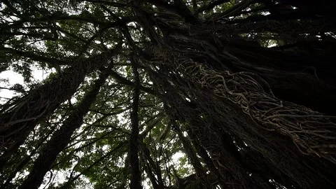 Roots 31 Stock Footage 155494853