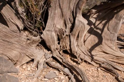 Roots of ancient tree Stock Photos