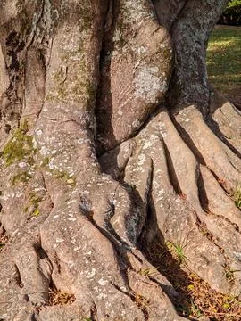 Roots of the Ancient Tree Stock Photos
