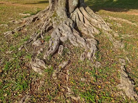 Roots of an ancient tree in the soil Stock Photos