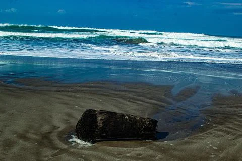 The roots and base of dead tree trunks along the coast. Stock Photos