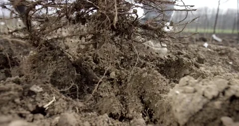 Roots and Clods of Soil Flung Up While Clearing an Orchard Video stock 340292867