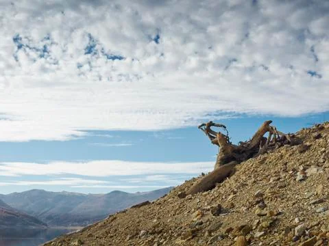 Roots and clouds Stock Photos