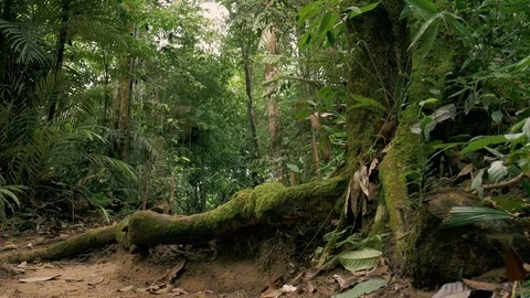 Roots and moss amid the trail in the Amazon rainforest Stock Footage 76967484