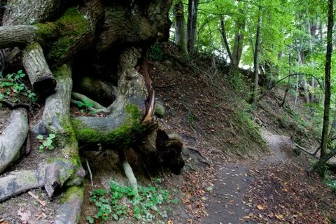 Roots and path Foto stock