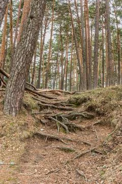Roots and pine forest in navacerrada. Madrid's community. Spain. Stock Photos