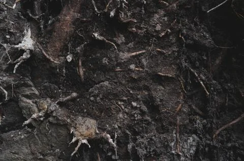 Roots and soil Stock Photos