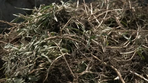 Roots and Soil Texture Stock Footage 303423911