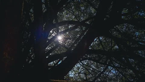 Roots and Sunlight through the Trees Stock Photos