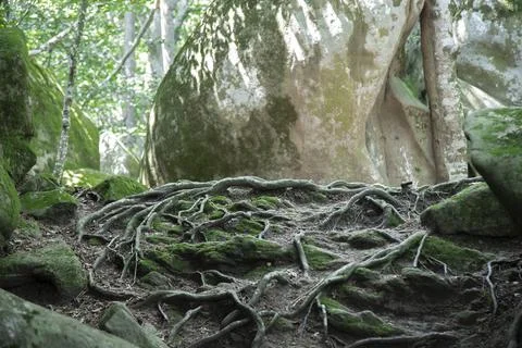 Roots and tree in a forest Foto stock