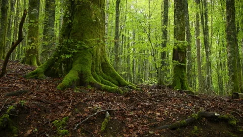 Roots and trunk of beech with green moss Stock Footage 157402415