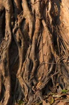 Roots and trunk of tree Stock Photos