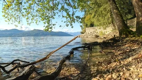 Roots and trunks abandoned on the beach of Lake Maggiore Stock Footage 311406255