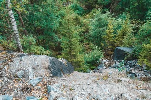 The roots and trunks of pine trees on the rock at the edge of the cliff. Stock Photos