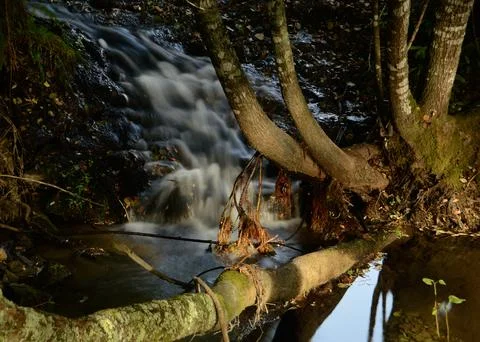 Roots and trunks of a tree within the bed of a small river Stock Photos