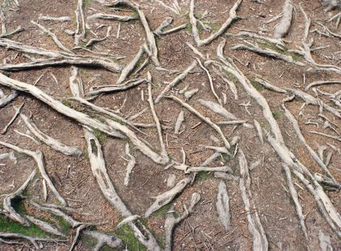 Roots background Stock Photos