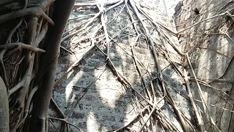 Roots of banyan tree Video stock 238757350
