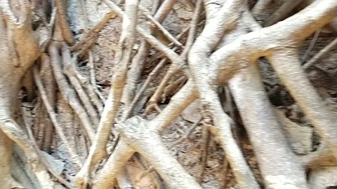 Roots of banyan tree Vidéo 238757364