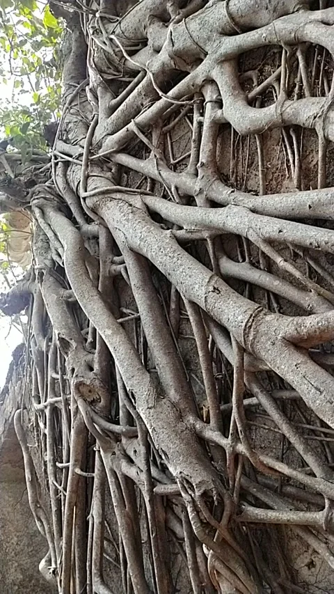 Roots banyan tree Stock Footage 238757377