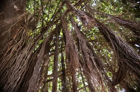 Roots of banyan tree, India Stock Photos