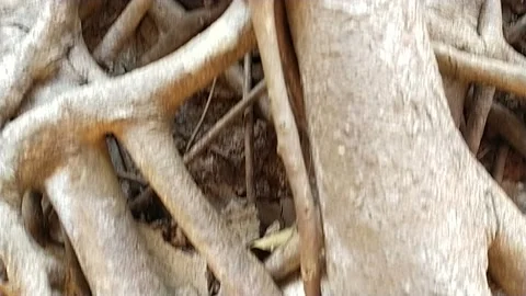 Roots banyan tree slow mo Video stock 238757373
