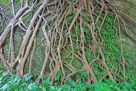 The roots of banyan trees Stock Photos