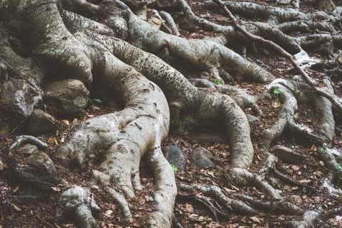 Roots of beech tree in the forest Stock Photos