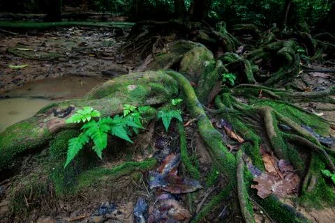 Roots of big tree in rainforest with moss and brook. Stock Photos