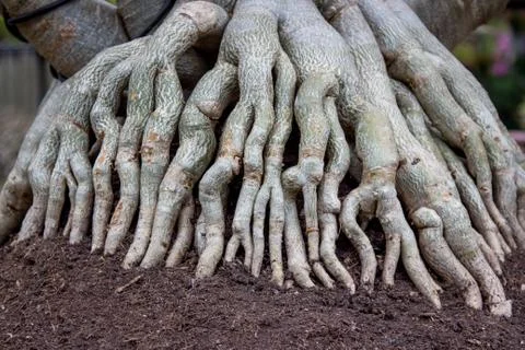 Roots of a bonsai tree going to the ground. Shot with a shallow depth of fiel Stock Photos