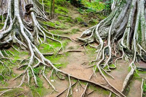 Roots branch of big tree Stock Photos