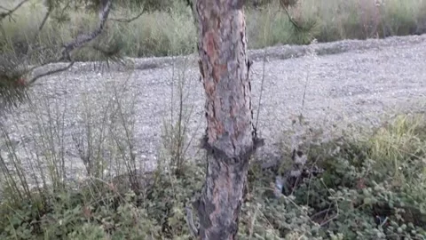 From the roots to the branches Stock Footage 160766098