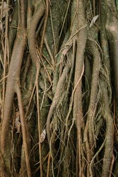 Roots of a centuries-old tree, showcasing the intricate and majestic patter.. Stock Photos