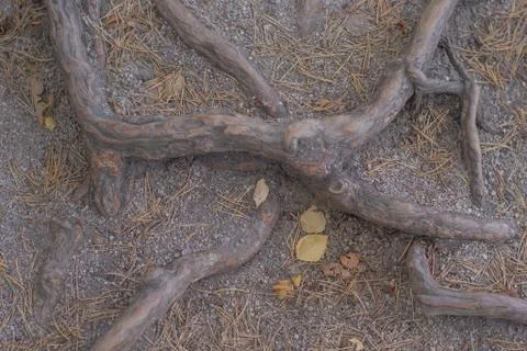 Roots of coniferous trees in the forest Foto stock