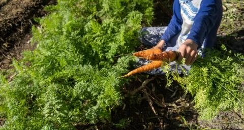 The roots contain high quantities of alpha- and beta-carotene, and are a good Stock Photos