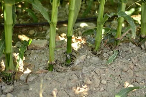 Roots of corn seedlings in soil Foto stock