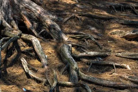 Roots Covered in Brown Pine Needles on Sand Dune Stock Photos