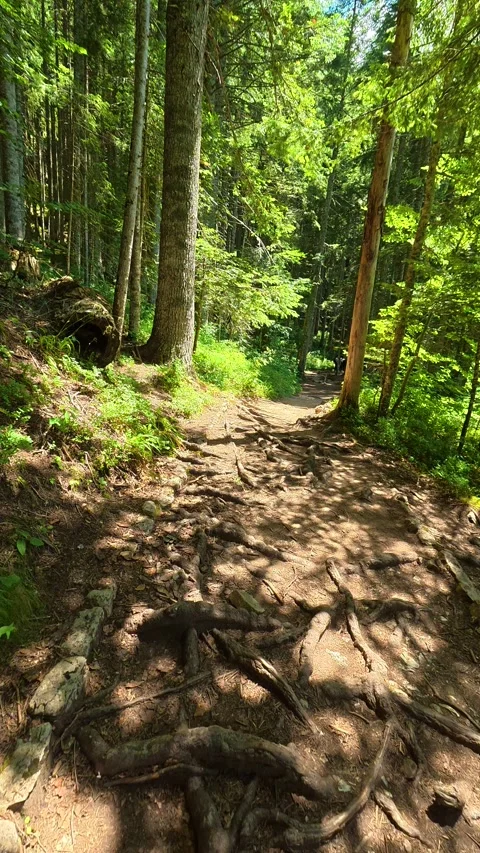 Roots cradle dirt path winding uphill. Black Lake Montenegro, Vertical Stock Footage 343572512