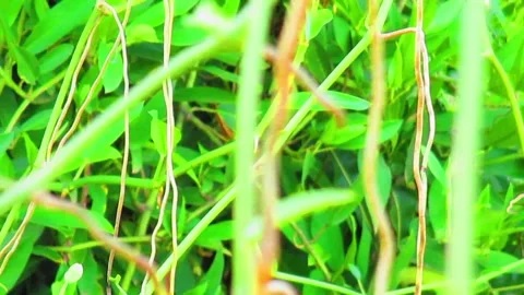 Roots creeping up Stock Footage 221866444