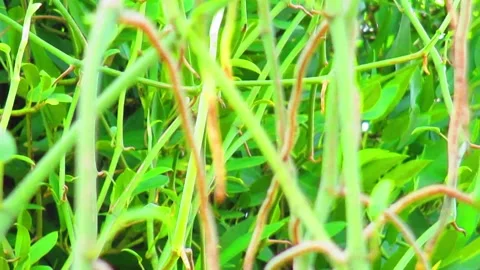 Roots creeping up Stock Footage 221866451